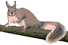 Squirrel